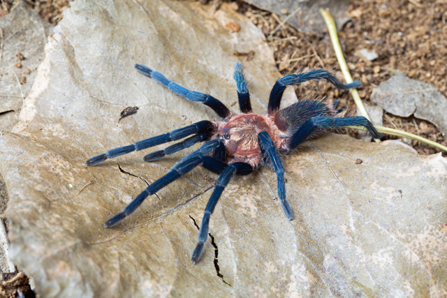 Tarantula Canada